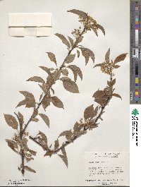 Prunus pensylvanica image