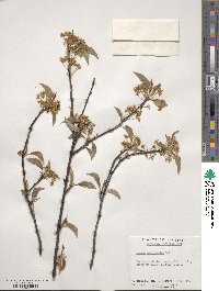 Prunus pensylvanica image