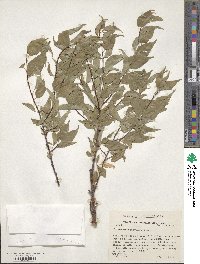 Prunus pensylvanica image