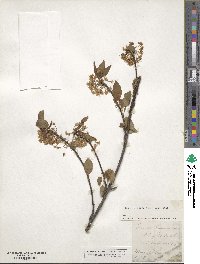 Prunus pensylvanica image