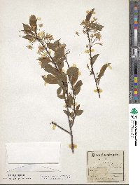 Prunus pensylvanica image