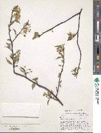 Prunus pensylvanica image