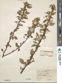 Prunus pensylvanica image