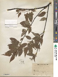 Prunus pensylvanica image