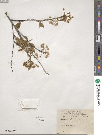 Prunus pensylvanica image