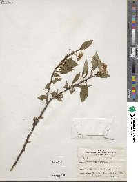 Prunus pensylvanica image