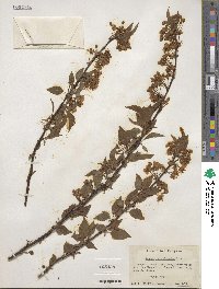 Prunus pensylvanica image