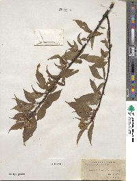 Prunus pensylvanica image