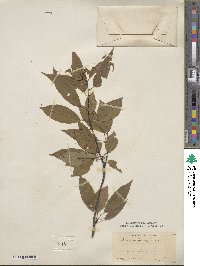 Prunus pensylvanica image