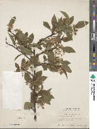 Prunus pensylvanica image