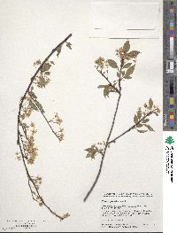 Prunus pensylvanica image