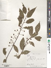 Prunus pensylvanica image