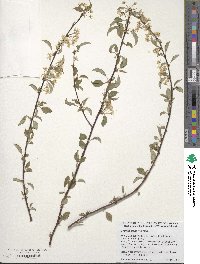 Prunus pensylvanica image