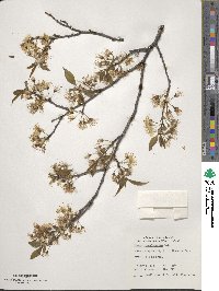 Prunus pensylvanica image