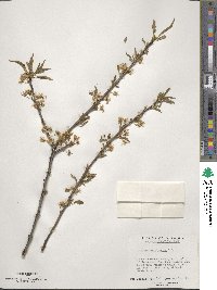 Prunus pensylvanica image