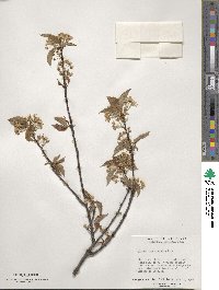 Prunus pensylvanica image