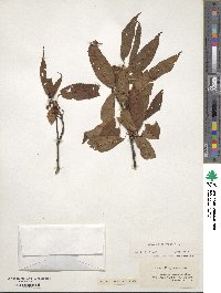 Prunus pensylvanica image