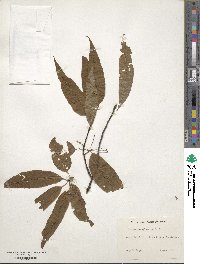 Prunus pensylvanica image