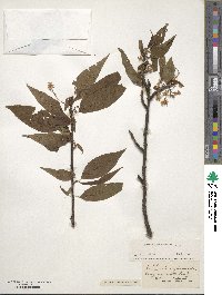 Prunus pensylvanica image