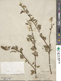 Prunus pensylvanica image