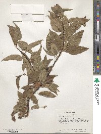 Prunus pensylvanica image