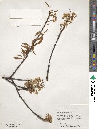 Prunus pensylvanica image