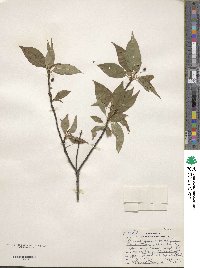 Prunus pensylvanica image