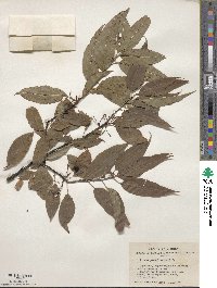 Prunus pensylvanica image