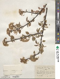 Prunus pensylvanica image