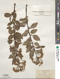 Prunus pensylvanica image