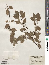 Prunus pensylvanica image