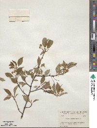 Prunus pensylvanica image