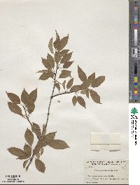 Prunus pensylvanica image