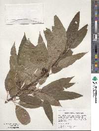 Prunus pensylvanica image