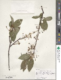 Prunus pensylvanica image