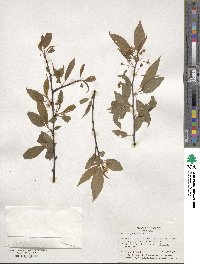 Prunus pensylvanica image