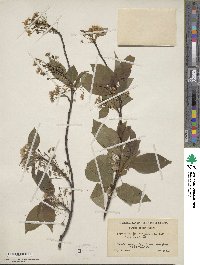 Prunus pensylvanica image