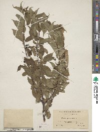 Prunus pensylvanica image