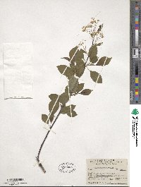 Prunus pensylvanica image