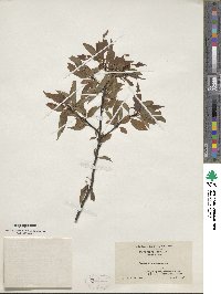 Prunus pensylvanica image