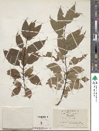 Prunus pensylvanica image