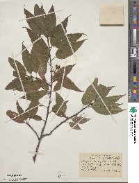 Prunus pensylvanica image