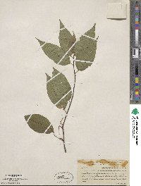 Prunus pensylvanica image