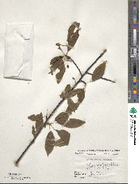 Prunus pensylvanica image