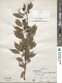 Prunus pensylvanica image