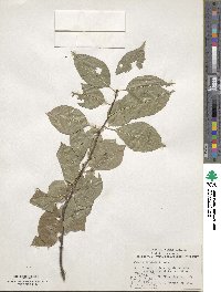 Prunus pensylvanica image