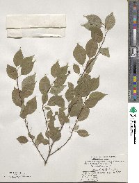 Prunus pensylvanica image