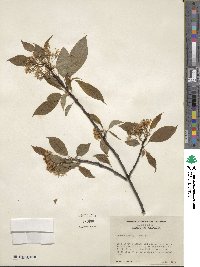 Prunus pensylvanica image