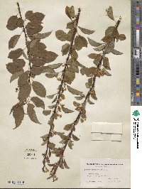 Prunus pensylvanica image