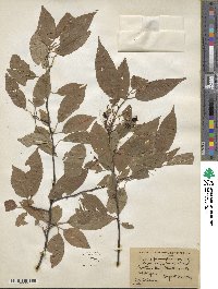 Prunus pensylvanica image